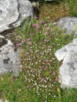 Wild Thyme (purple) and Eyebright (white) growing on limestone pavement.