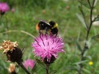 Common Knapweed with Bumblebee.