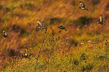 Goldfinches feeding on knapweed seedheads, the Crutching Close, Lower Winskill, September 2011.  Photo Andy Holden.