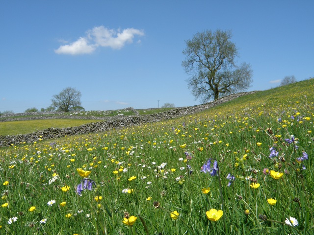 Hay Meadows at Lower Winskill